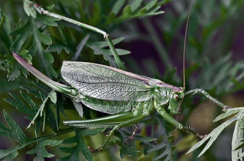 Heuschrecke