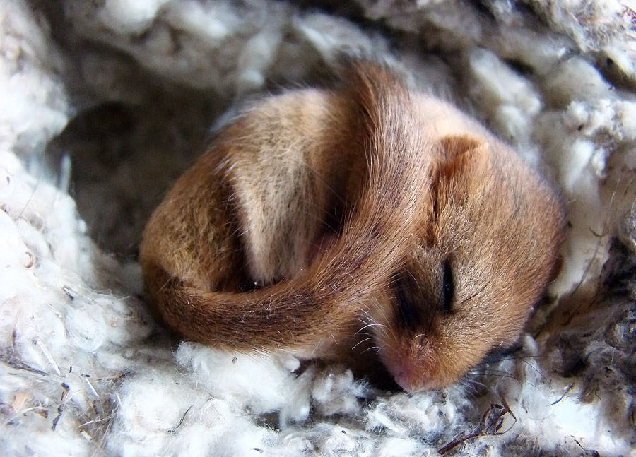Oreshnikova Siebenschläfer