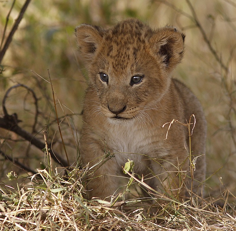 Ich denke schon die Dome!