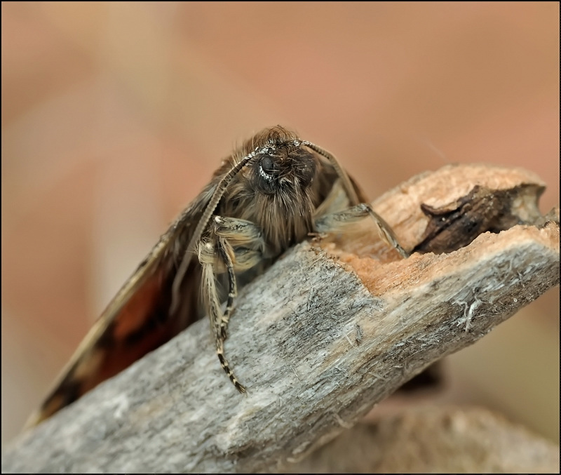 Auferstanden aus der Feder ...
