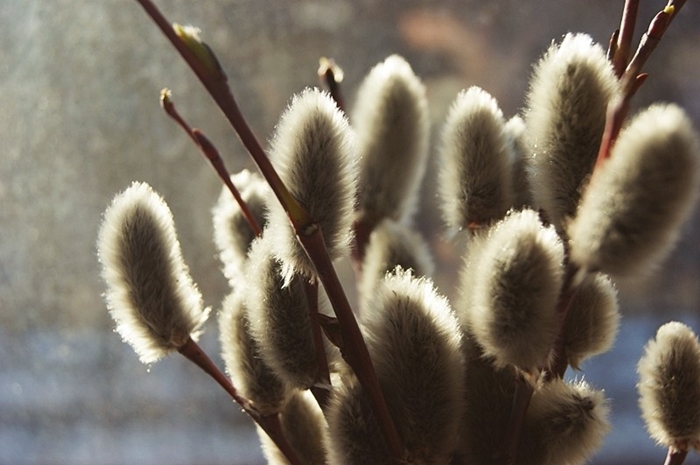 hier ist es, ein Symbol für den kommenden Frühling