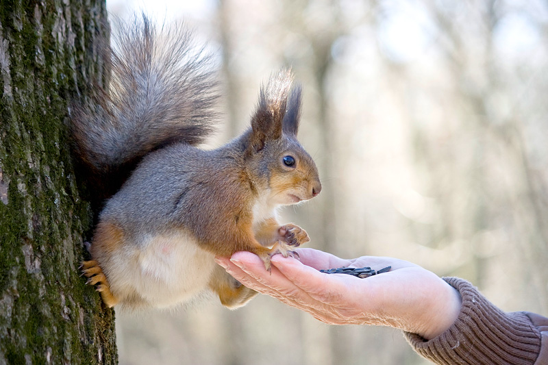 Ich glaube, in gutem Glauben und wird ... (C) LT