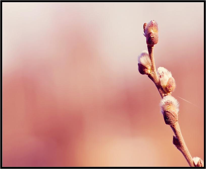 Hier haben wir Frühling ...