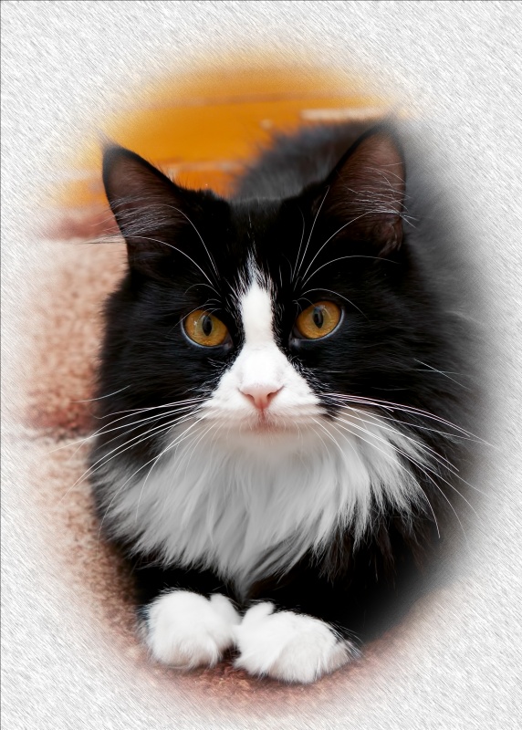 Cat\'s Portrait