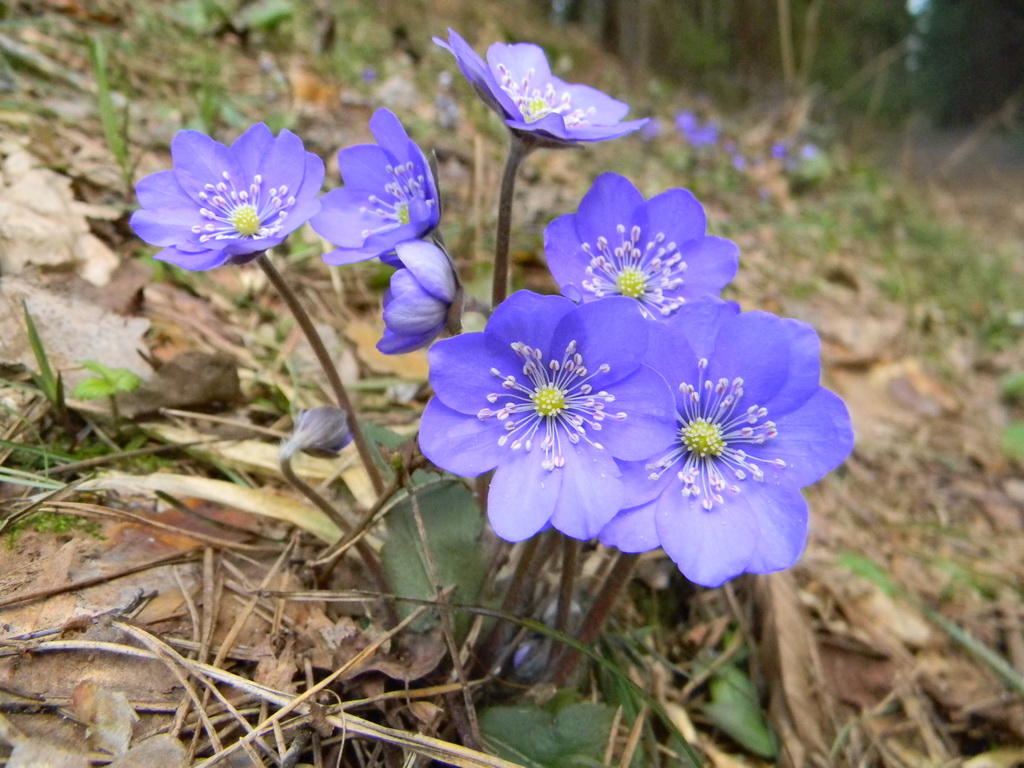 Frühlingsmorgen im Wald.