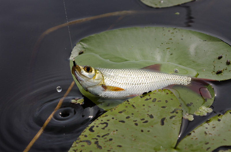 Fly Fishing ... Moments ...