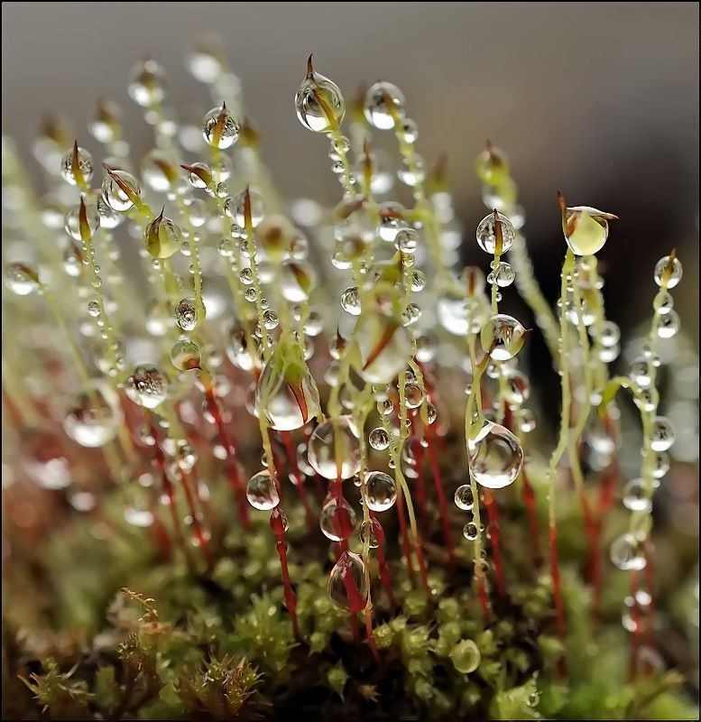 Handbuch der Sommer ...