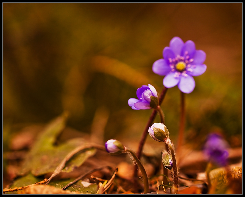 Wir sind die erste ...