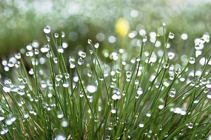 Collection kapitoshek)