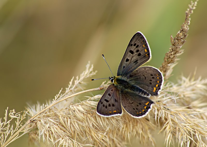 Ducat chernopyatnisty