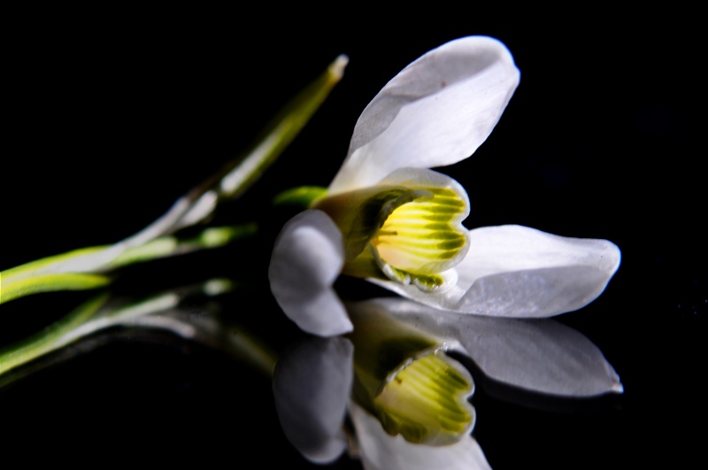 Der Frühling naht, Frühjahr darogu