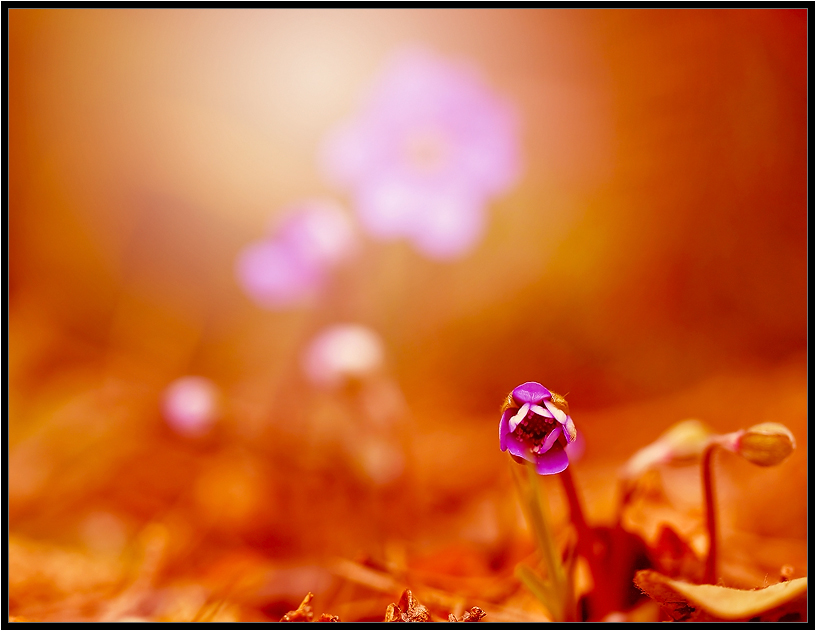 Wenn ich groß bin, auch Sie werden bis an die Sonne ...