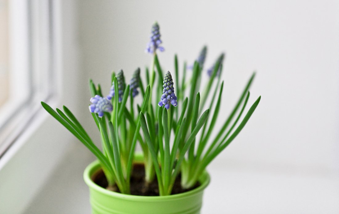Muscari.