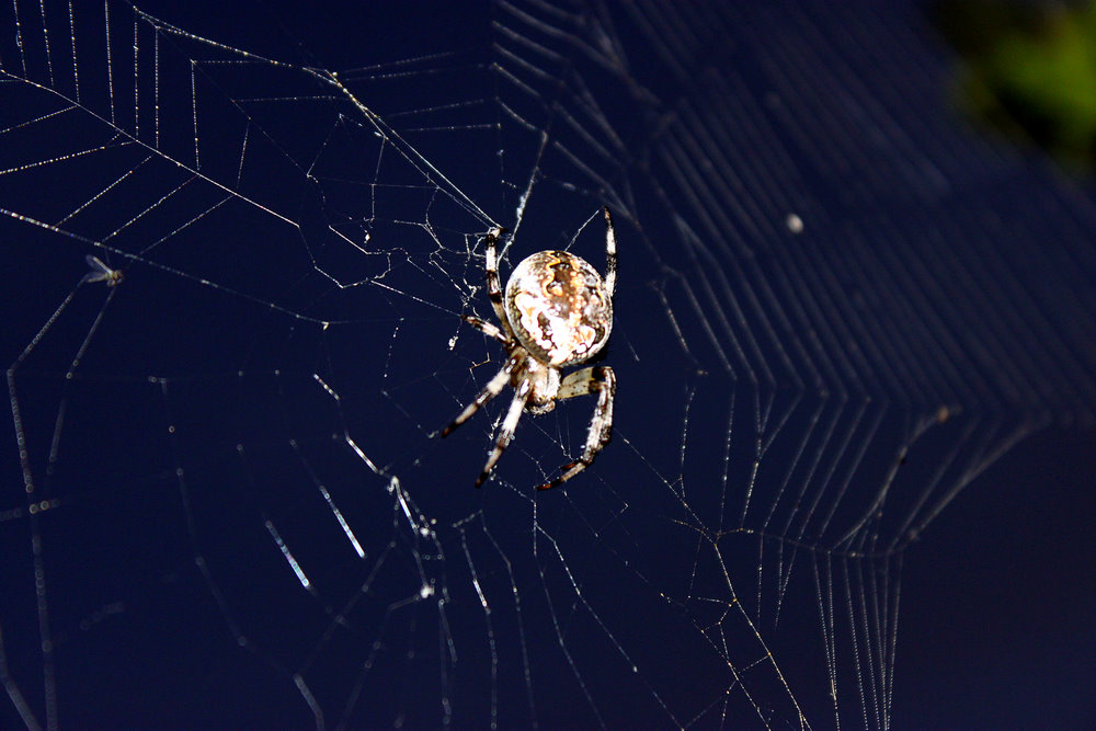 Hier ist eine Kopie des