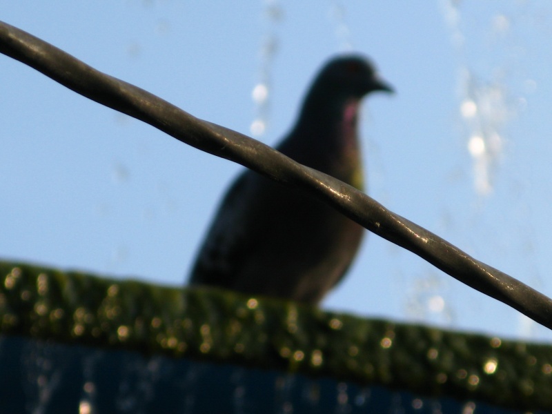 Ob es, ob Gefangenschaft! ..