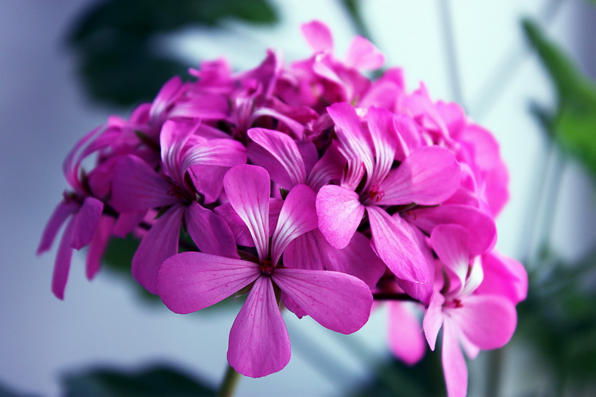 Träume der Sommer ...