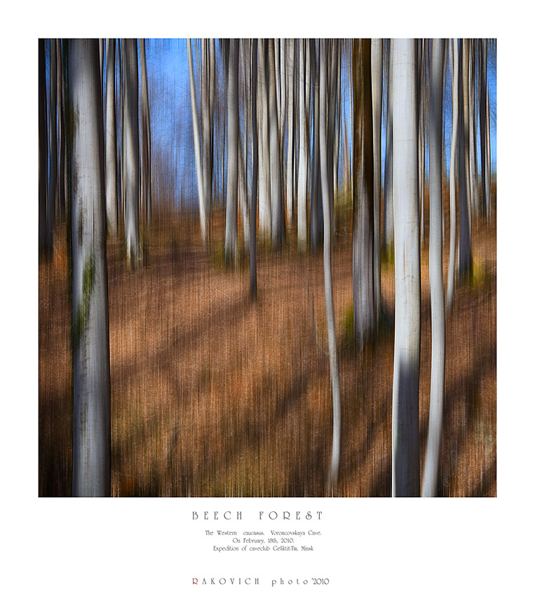 - B E E C H   F O R E S T -