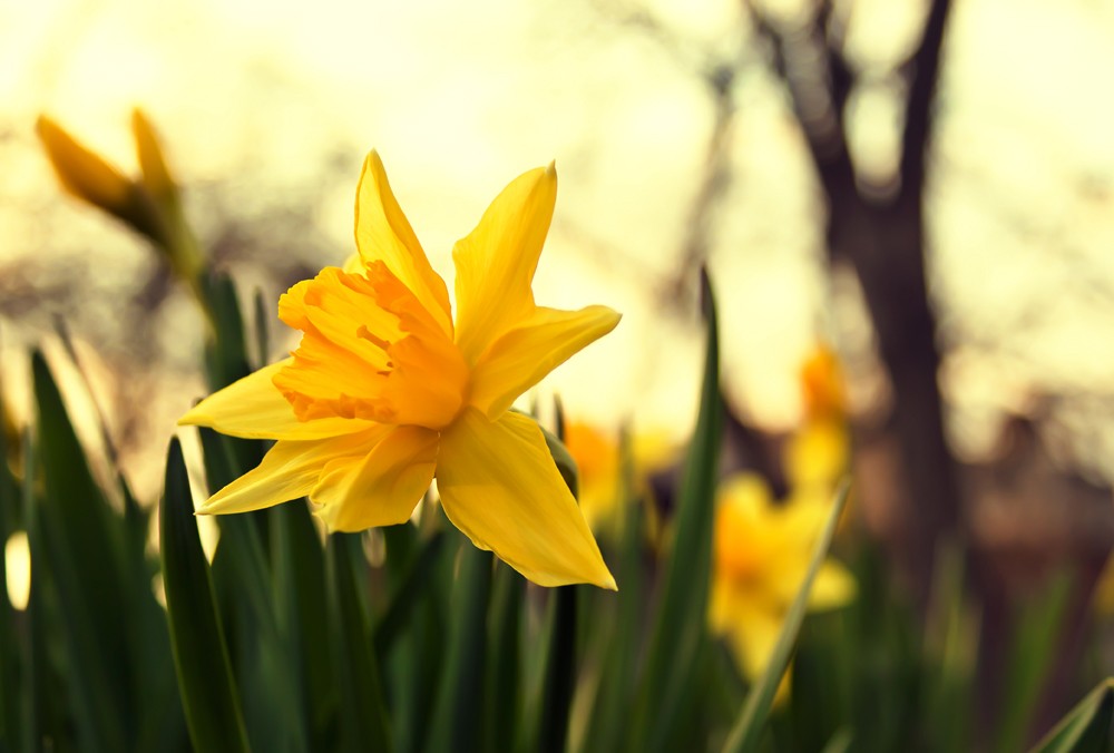 Narzisse