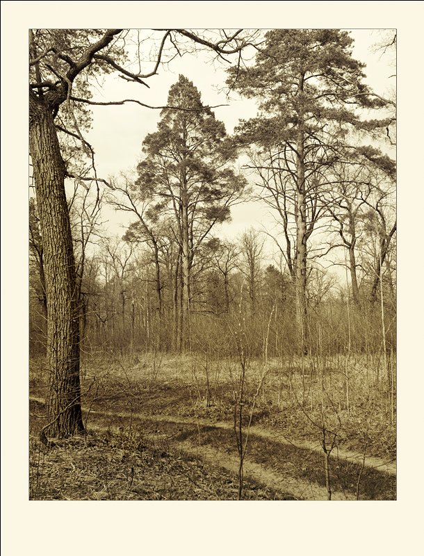 Noch einmal über die Eichen und die Straße ...