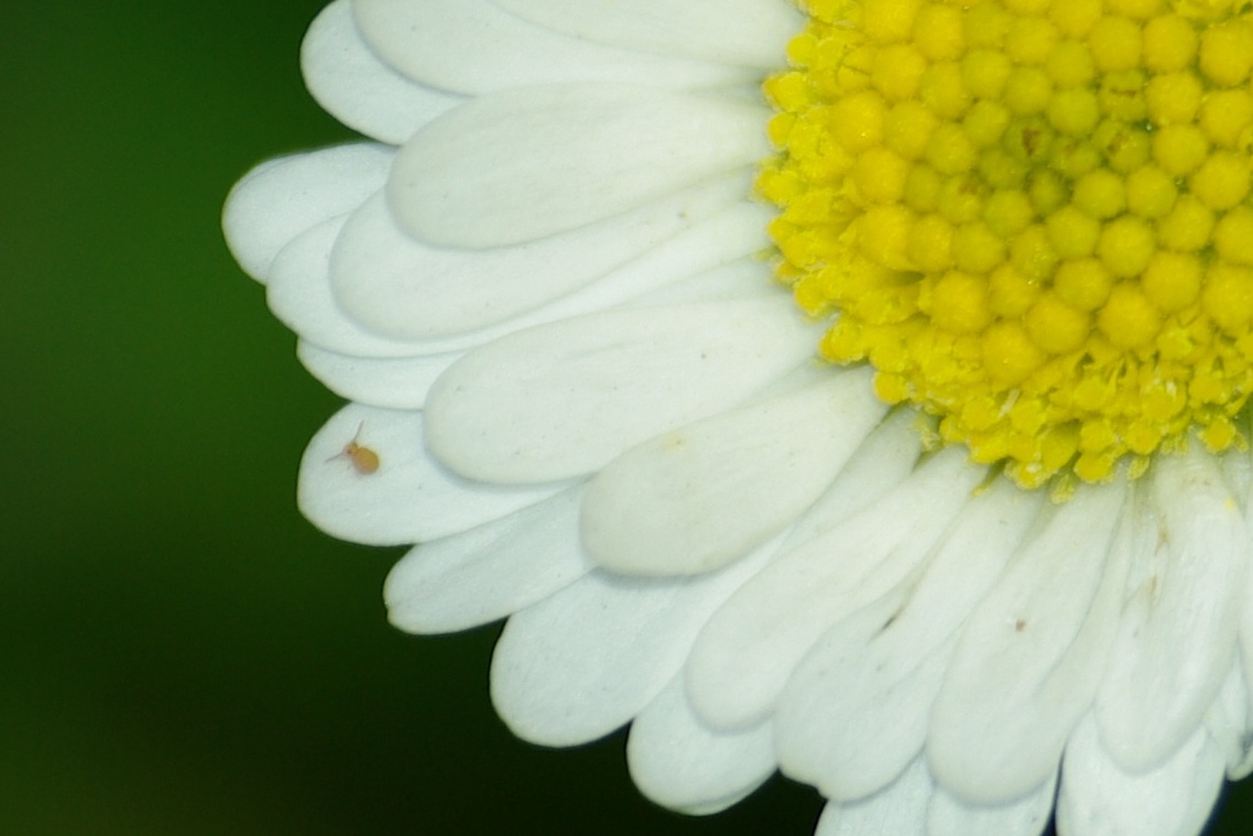 Leben in verschiedenen Größen