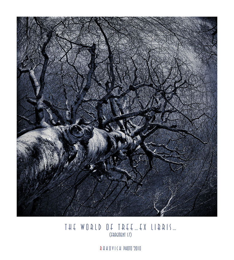 - THE WORLD OF TREE -