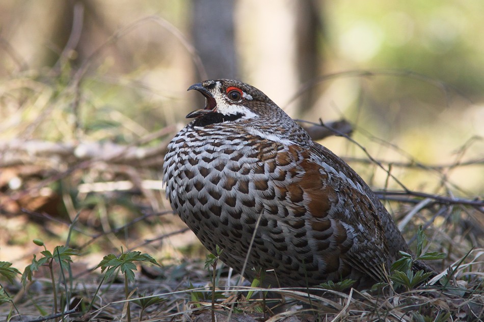 Pyayayat pyayayat-bis Fünf-Auerhahn!