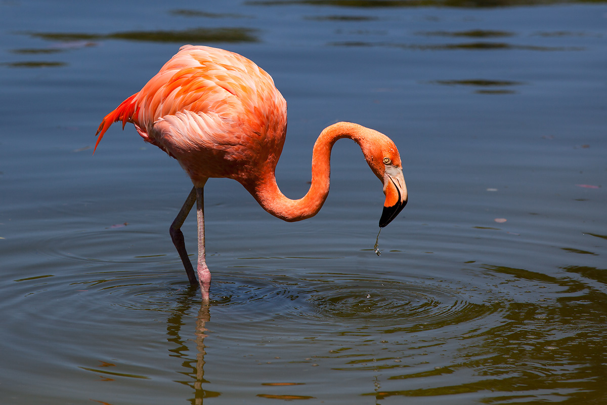 Irgendwo in den Sümpfen von Florida