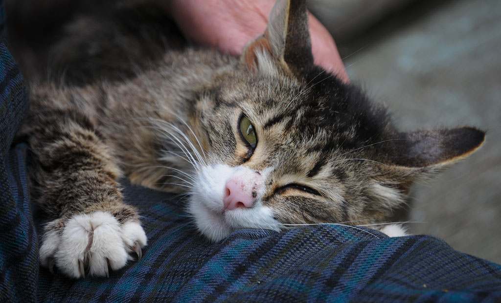 My Sweet and Tender Beast ...