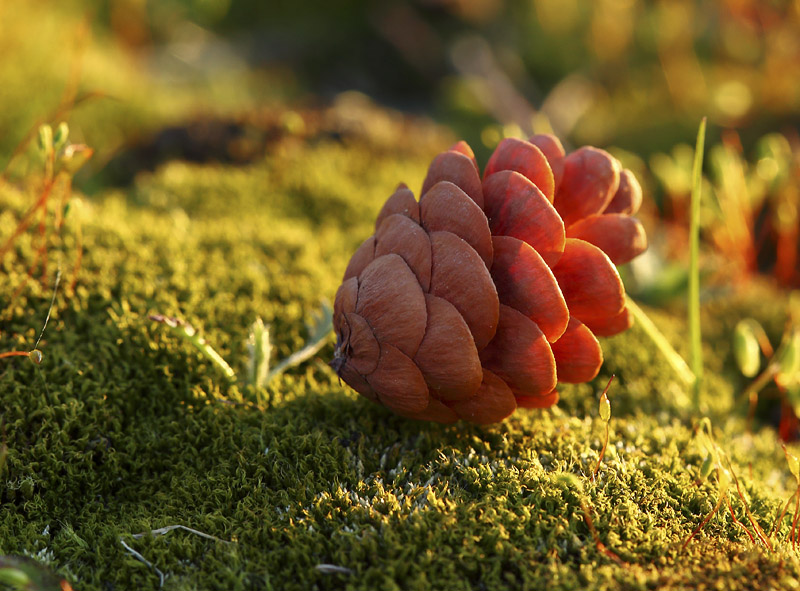 Geschenk des Himmels