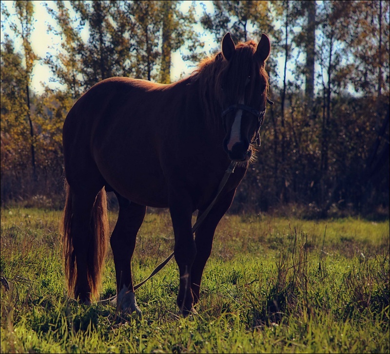 Horse.