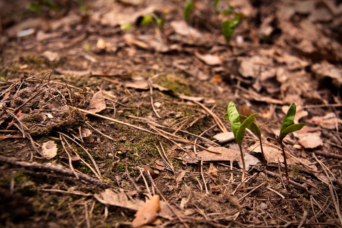 Neu auf der vorherigen