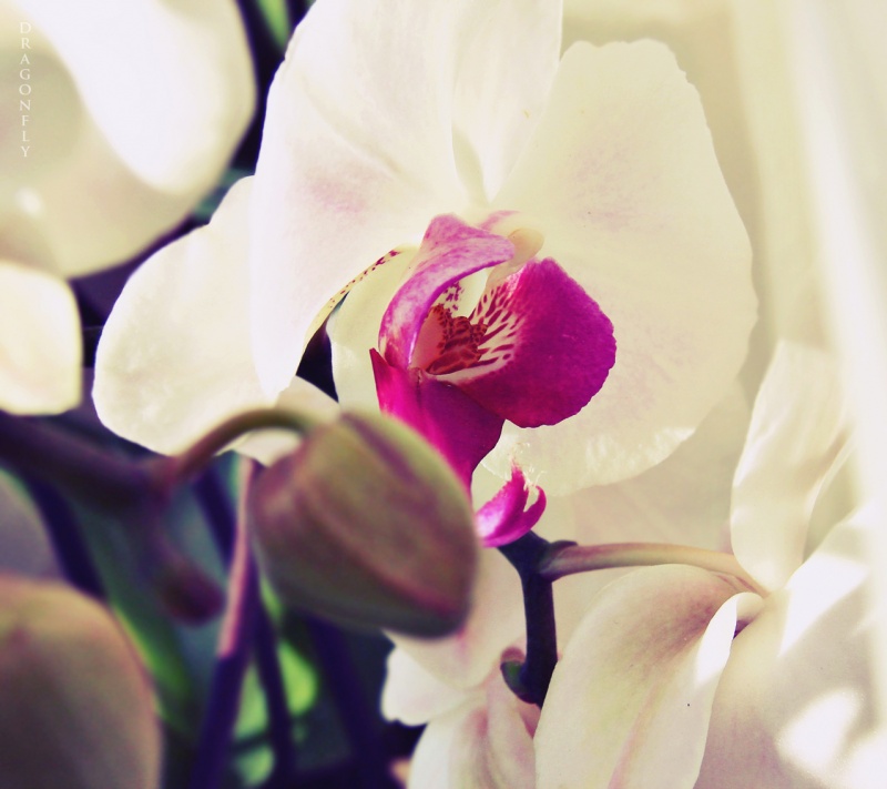 Orchidee