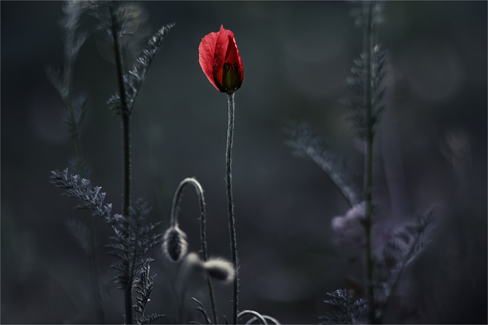 Flamme der Frühling ...