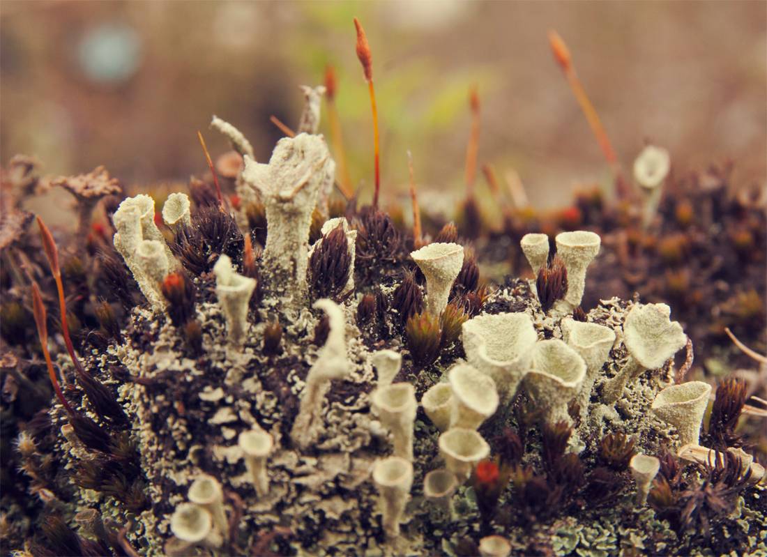 Frühlingslandschaft