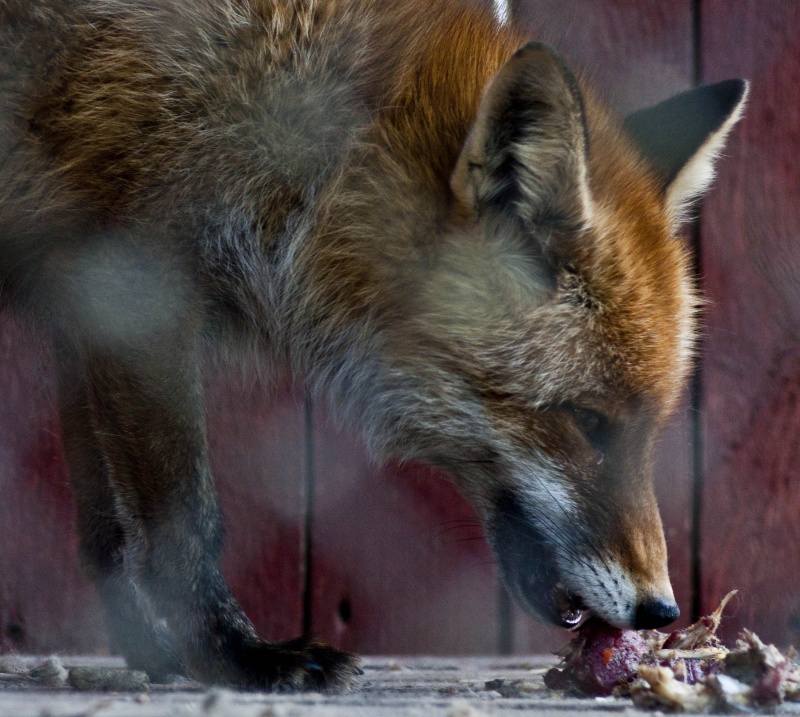 Tiere in Gefangenschaft ...