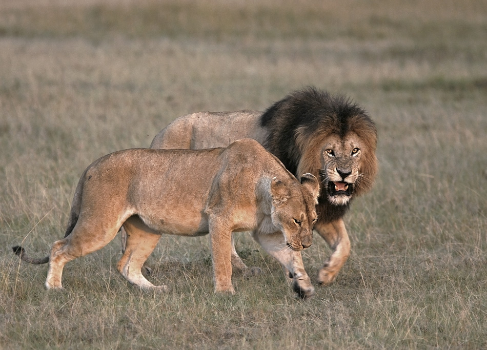 Nun ja, Schuld .....