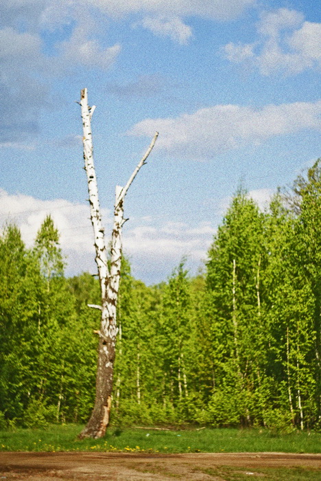 nicht den Frühling ...