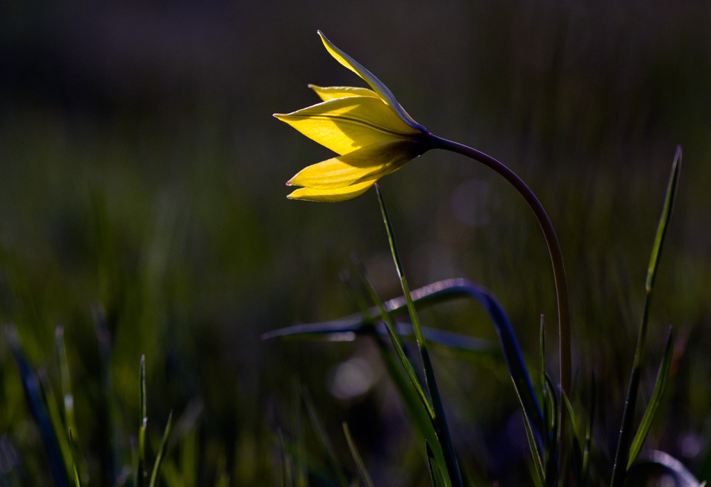 Plexus unserer Seele ...