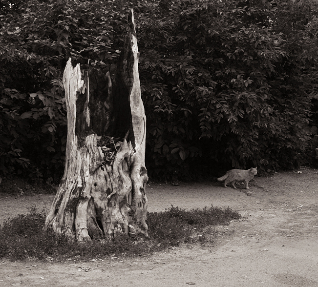 "Lukomorya nicht mehr ..."