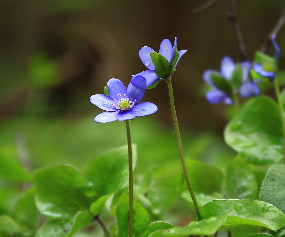 Liebe auf einem Zwei