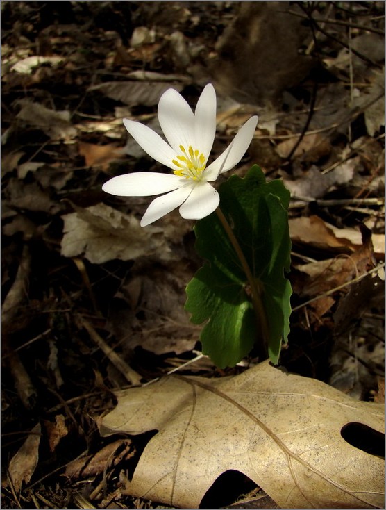 zerbrechlichen Zähigkeit