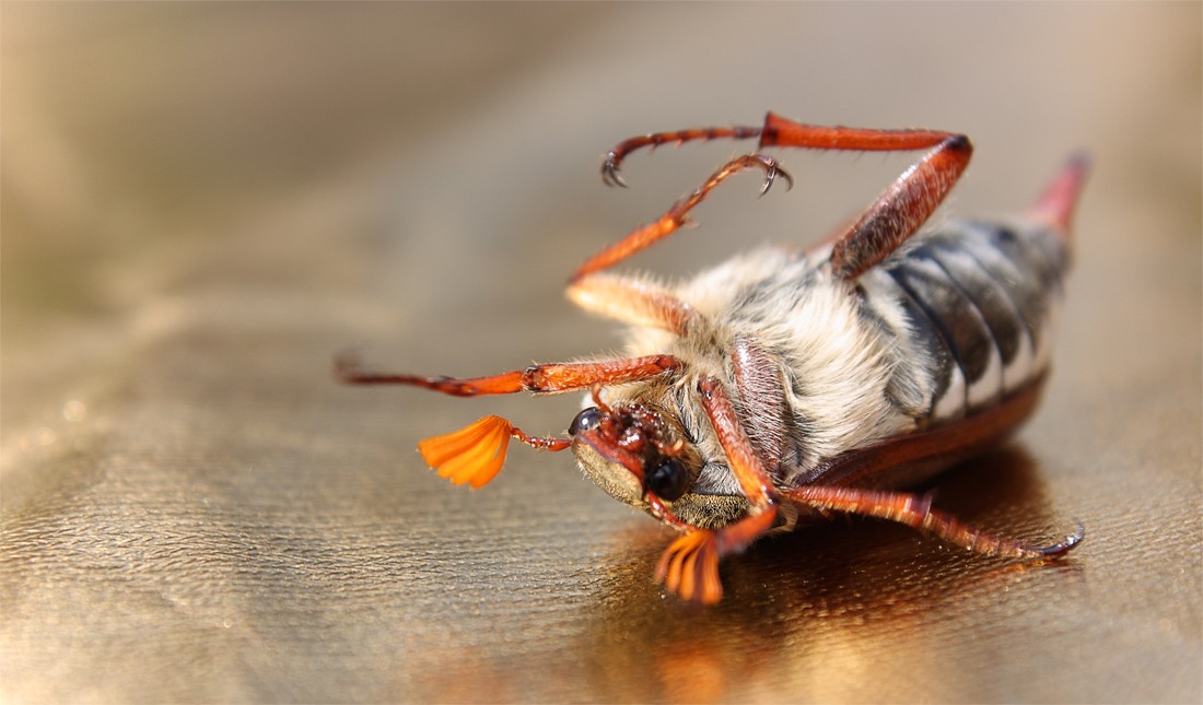 Ich war in der Sonne liegen
