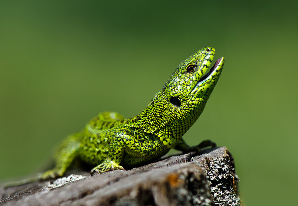 Aus dem Lächeln mtanet alle hell!