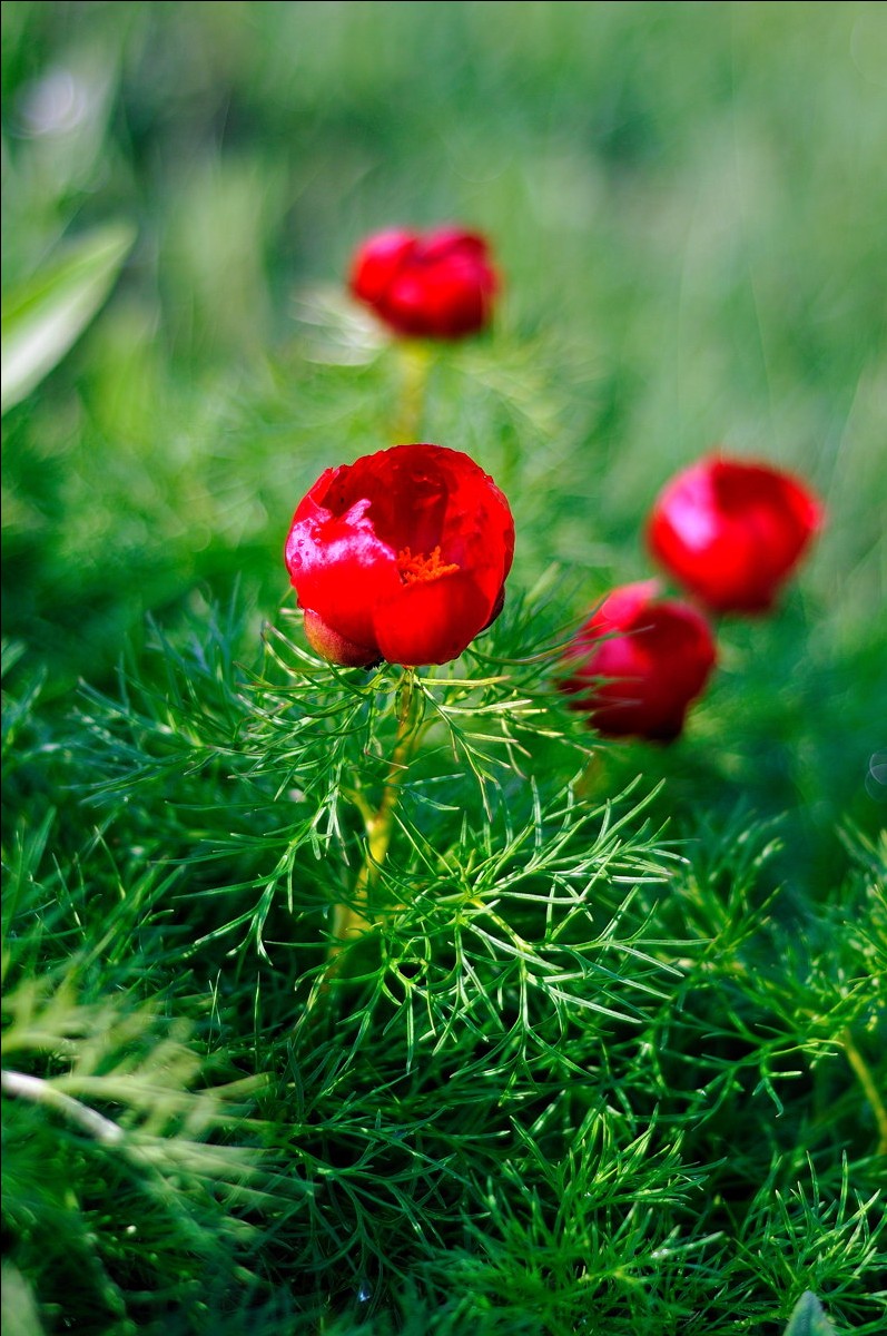 Mountain Pfingstrose