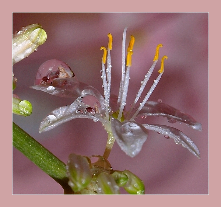 "Haus für Däumelinchen":)