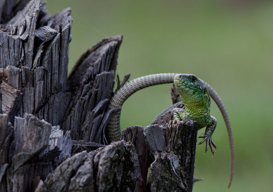Wings ... Füße ... oben ... Schwanz!