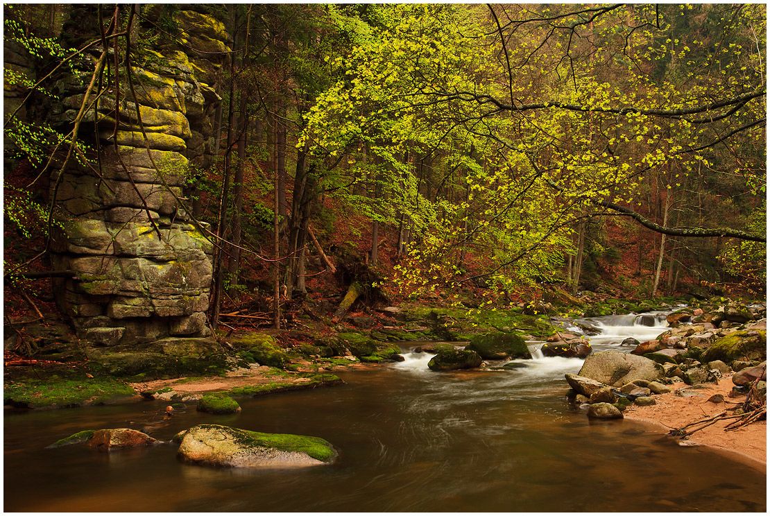 unter dem Vordach der jungen Blätter