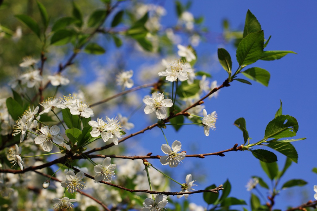 blühte unter dem Fenster ...