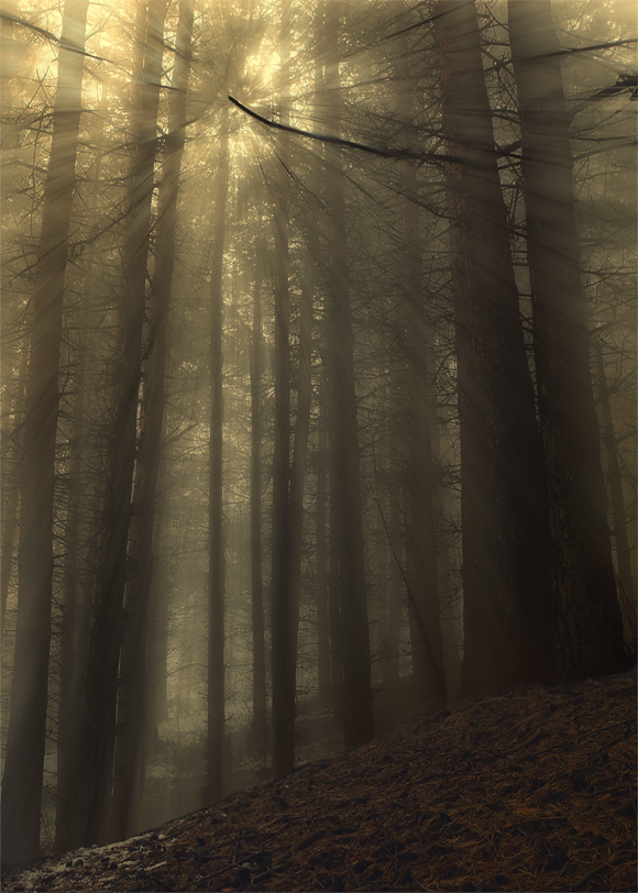 durch das Dunkel des Waldes