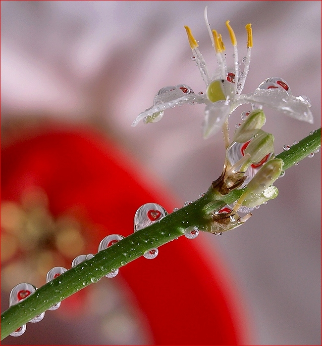 "Heart diagonalka":))